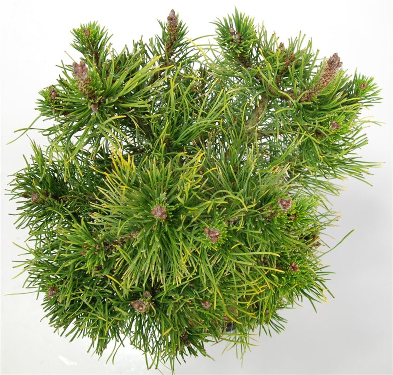 Pinus mugo 'Carsten' - 40 CM Stem C12